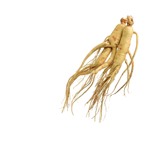 Panax Ginseng.png__PID:b4659dd4-79ef-484f-8fe2-27ebbb5de3eb